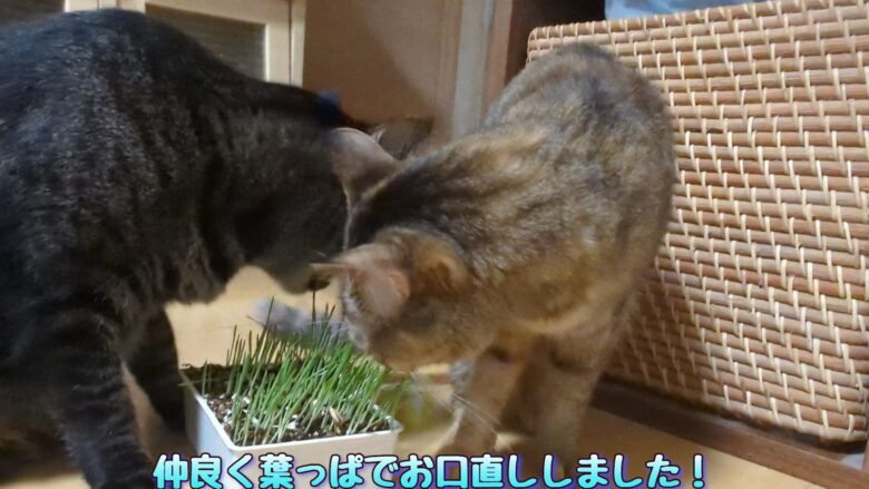 仲良く猫草のお食事2