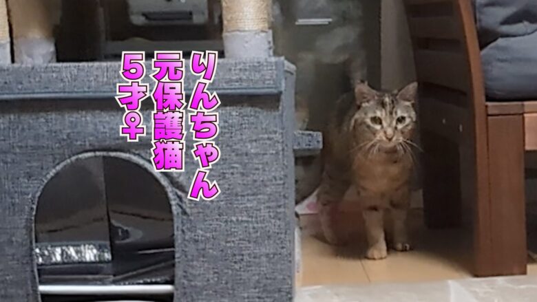 猫やんのか7