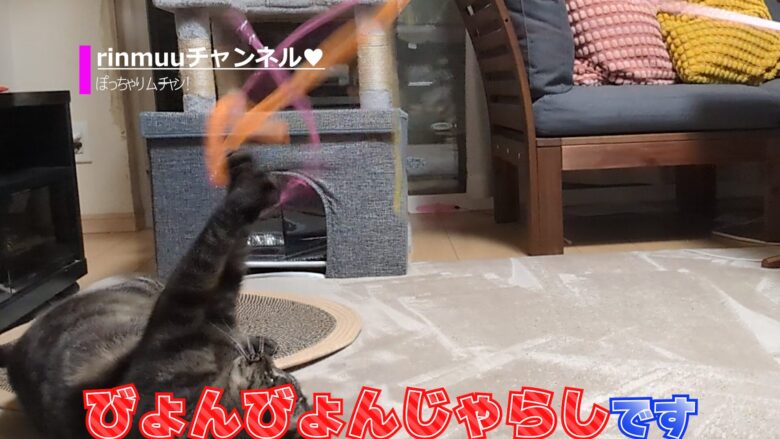 猫やんのか5