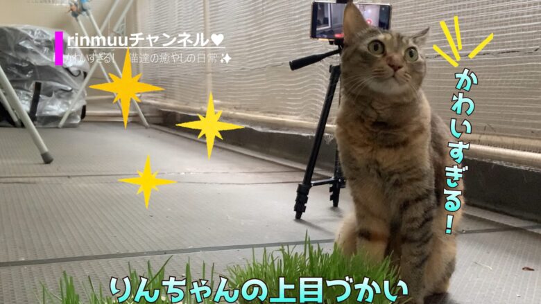 かわいすぎる！元保護猫りんちゃんとムーちゃんの癒やしの日常✨2