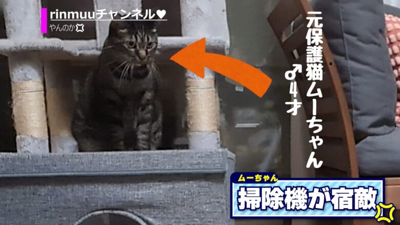 猫やんのか1