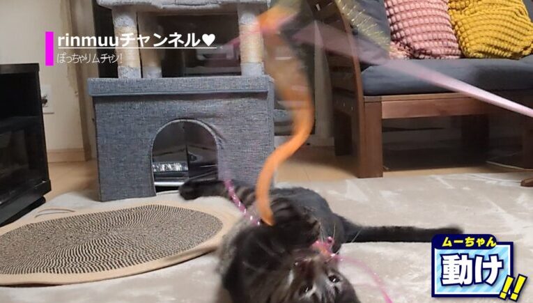 猫やんのか6