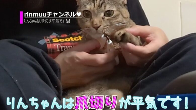 必見！猫爪切り暴れない方法1