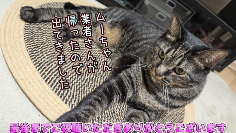 猫を飼うとこうなります💧エアコン編8