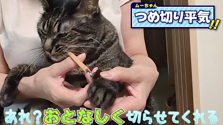 必見！猫爪切り暴れない方法3