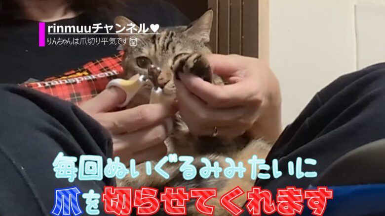 必見！猫爪切り暴れない方法2