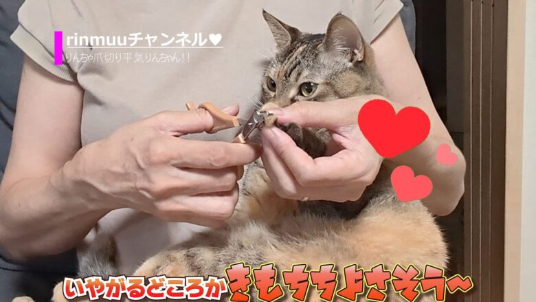 爪切り平気な猫と嫌な猫5