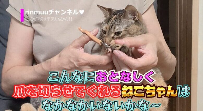 爪切り平気な猫と嫌な猫4