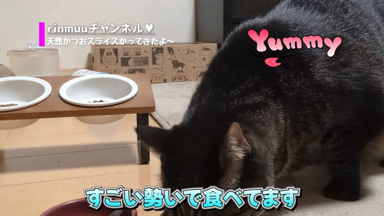 ガツガツかつおスライスを食べるむーちゃん