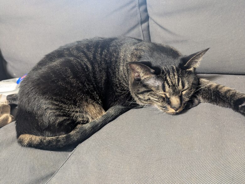 ソファーでお昼寝のムーちゃん