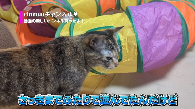 さっきまであそんでいたのだけど