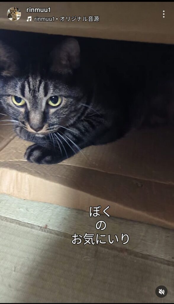 ムーちゃんインスタより「ぼくのお気に入り」