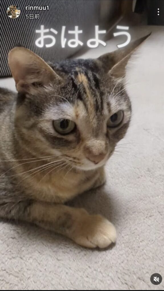 インスタよりりんちゃん「おはよう」