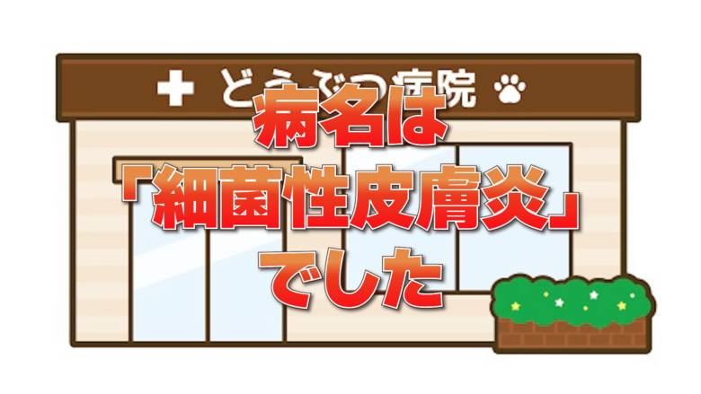 病名は「細菌性皮膚炎」