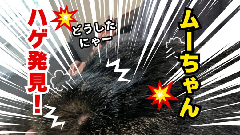 ムーちゃんどうしたにゃー
