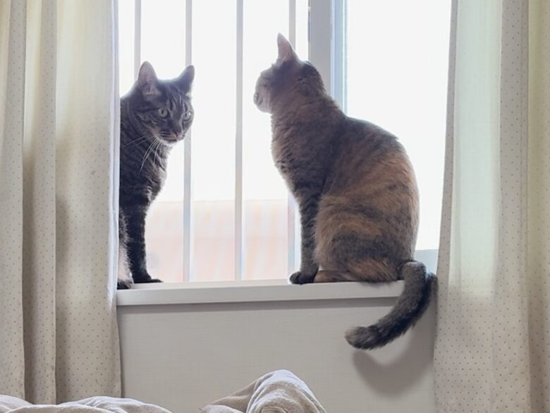 猫部屋になるよ