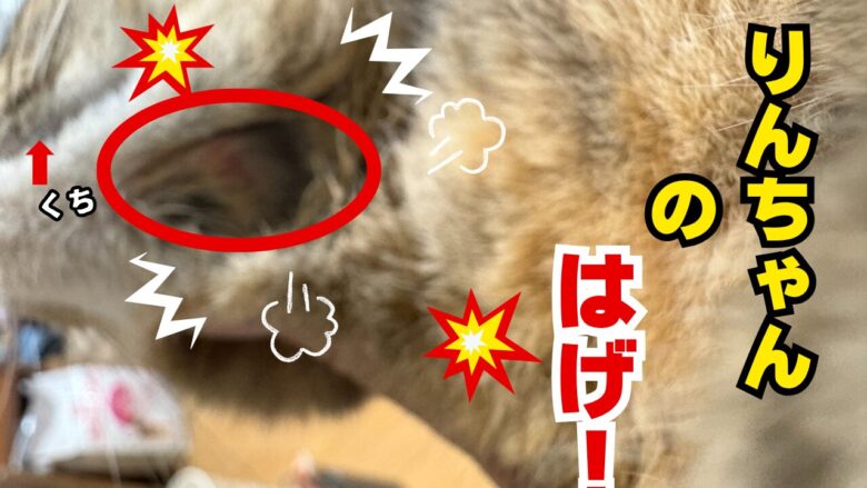 りんちゃんのはげ